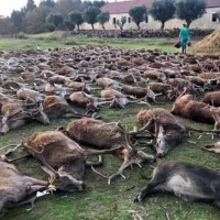 El sector cinegético extremeño en contra de la muerte de 500 animales en Portugal