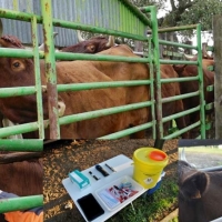 Desciende la prevalencia de la tuberculosis bovina en explotaciones ganaderas de Extremadura