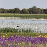 “El Complejo Lagunar de La Albuera está en peligro”
