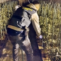 Desmantelan un invernadero con 1.000 plantas de marihuana en Don Benito