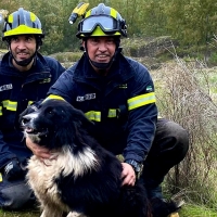 Los bomberos rescatan a un can en la sierra de Alburquerque (BA)