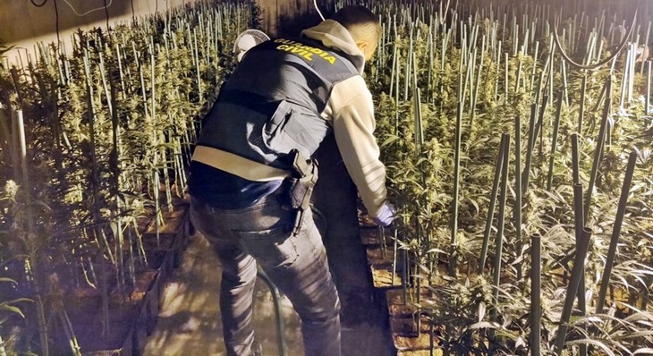 Desmantelan un invernadero con 1.000 plantas de marihuana en Don Benito