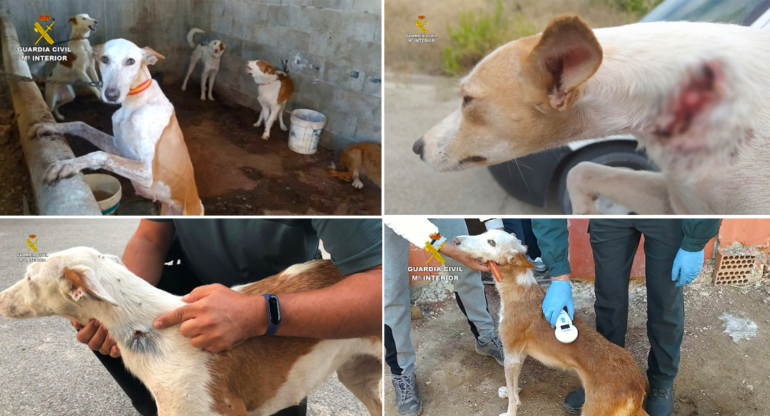 Detenidas cuatro personas que robaban perros, los maltrataban y luego los vendían