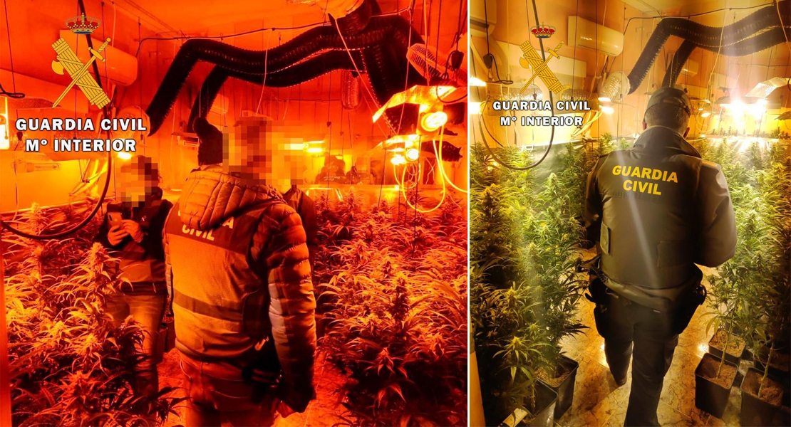 Descubren una importante plantación de marihuana en una pequeña localidad cacereña