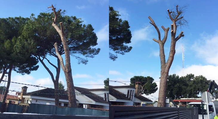 Ecologistas acusan al ayuntamiento de Badajoz de destruir el arbolado urbano