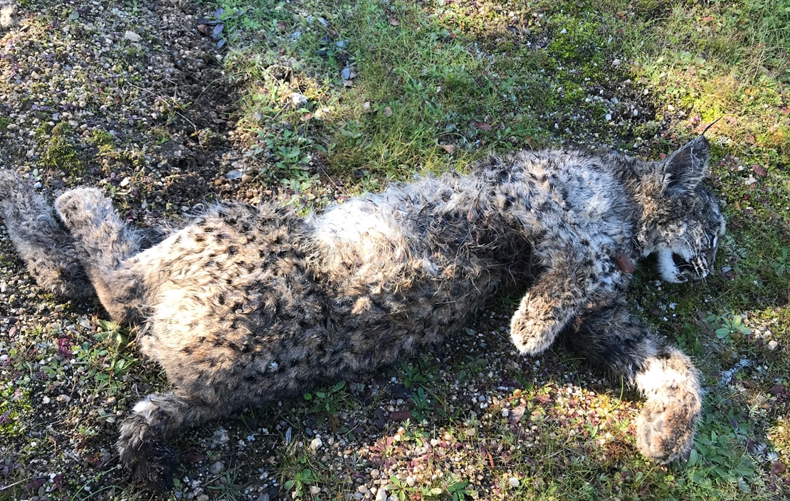 Voluntarios de ADENEX hallan muerto a un cachorro de lince en Don Benito