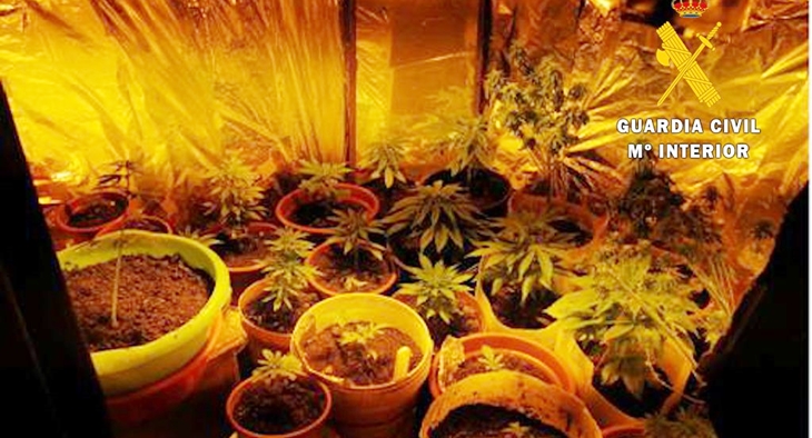 Desmantelan una plantación de marihuana en el interior de una vivienda en Hervás (Cáceres)