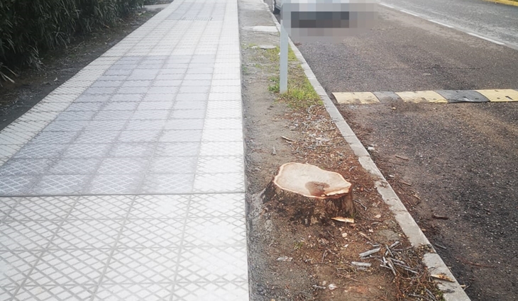 Piden evitar el excesivo talado de árboles en la ciudad de Badajoz