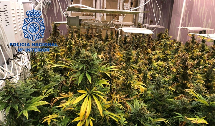 Desmantelan una plantación “indoor” de marihuana con 130 plantas en Mérida