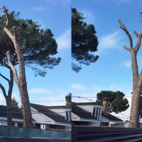 Ecologistas acusan al Ayuntamiento de Badajoz de destruir el arbolado urbano