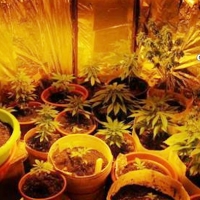 Desmantelan una plantación de marihuana en una vivienda de Hervás (Cáceres)