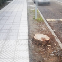 Piden evitar el excesivo talado de árboles en la ciudad de Badajoz