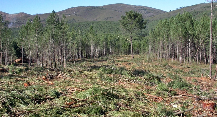 Trabajan contra el nematodo del pino y realizan seguimiento de plagas en cultivos