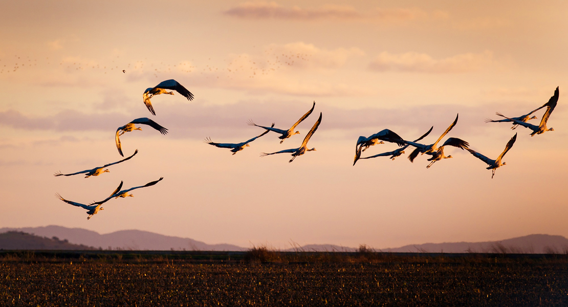 Extremadura referente en observación de aves en España, Europa y el mundo