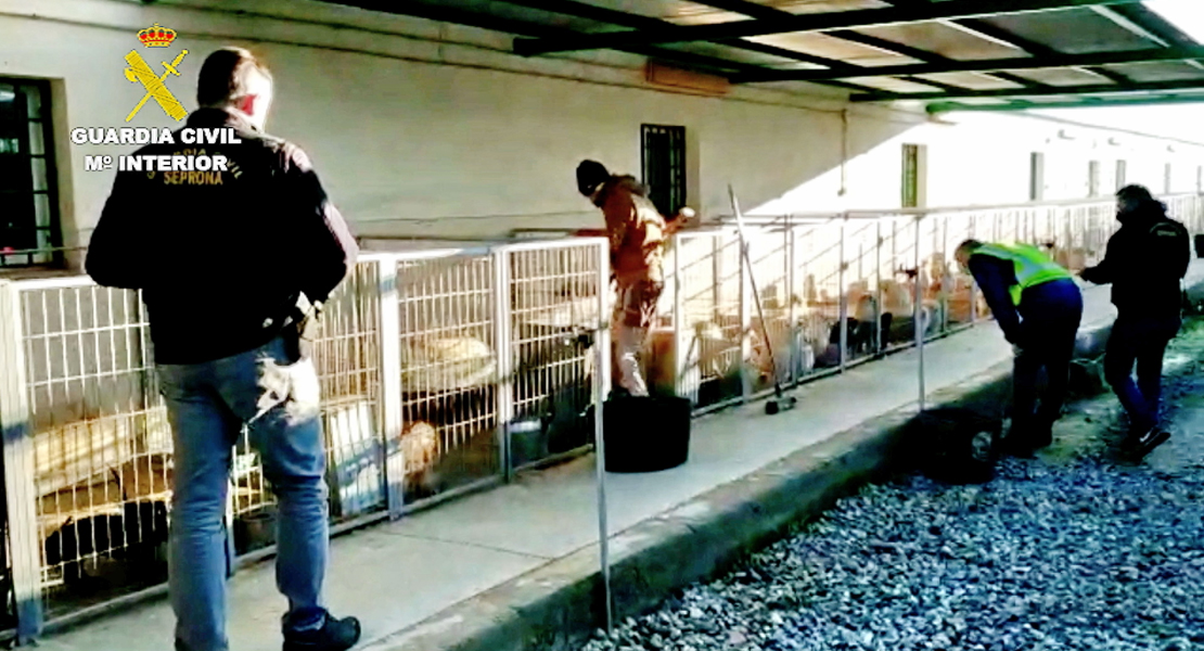 Detenidos el responsable de un criadero y un veterinario que le cortaban las cuerdas vocales a perros
