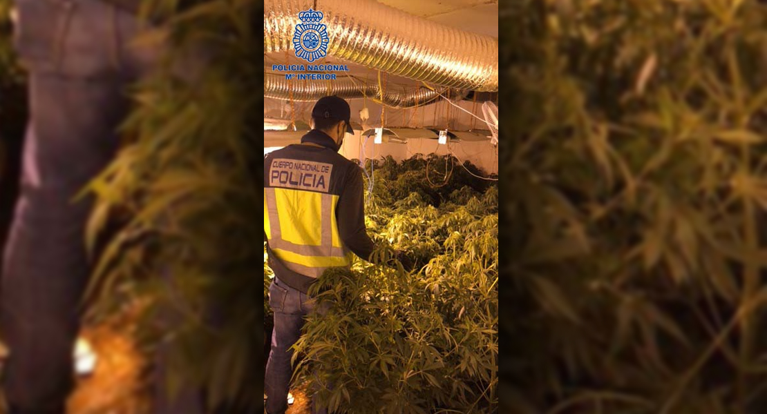 Detienen a los responsables de otra plantación de marihuana en Badajoz