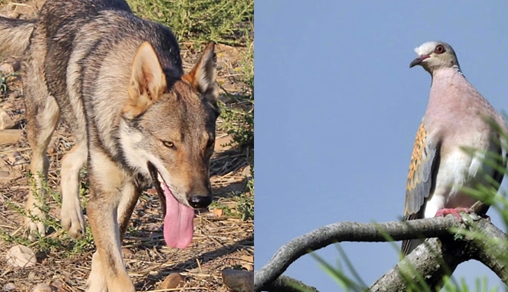 Ongs ambientales extremeñas apoyan mayor protección del lobo ibérico y la tórtola europea
