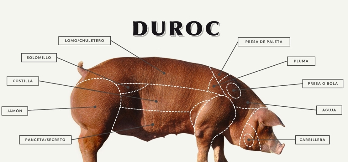 CENSYRA: Gran subasta de ganado porcino raza duroc