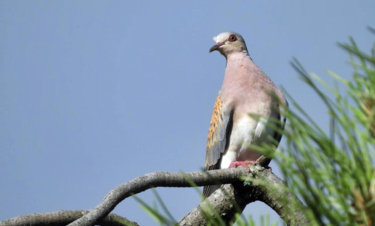 SEO/BirdLife: “La política abandona a la tórtola”