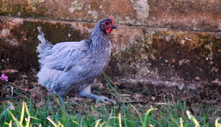 La Gallina Extremeña Azul obtiene el logotipo de raza cien por cien autóctona