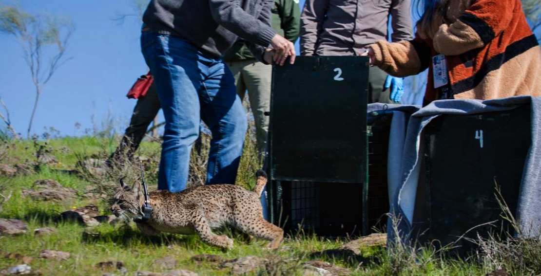 Más linces para el valle extremeño del Matachel