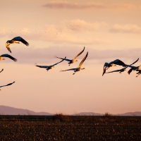 Extremadura es un referente mundial en observación de aves
