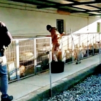 OPERACIÓN TACITURNO: Detenidos por cortar las cuerdas vocales a varios perros