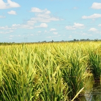 El sector arrocero extremeño reclama paralizar las importaciones de arroz de Myanmar