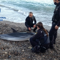 La Policía Nacional rescata un delfín varado en Almería