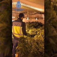 Detienen a los responsables de otra plantación de marihuana en Badajoz