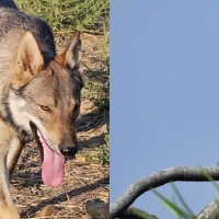 Ongs ambientales extremeñas apoyan mayor protección del lobo ibérico y la tórtola europea