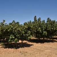 Extremadura participa en un estudio internacional para la selección de variedades de higos