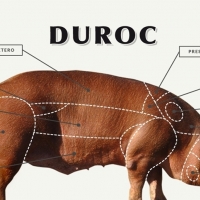 CENSYRA: Gran subasta de ganado porcino raza duroc