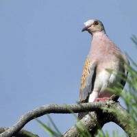 SEO/BirdLife: “La política abandona a la tórtola”
