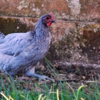 La Gallina Extremeña Azul obtiene el logotipo de raza cien por cien autóctona