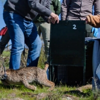 Más linces para el valle extremeño del Matachel