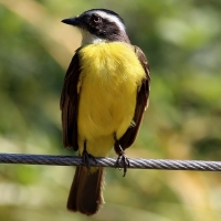 Cáceres muestra en FIO su valioso patrimonio ornitológico