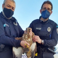 Rescatan a un águila herida en la A-66
