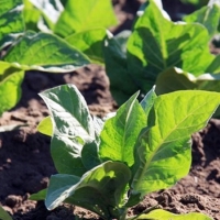 Exigen a Sánchez que proteja al tabaco extremeño