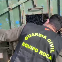 Intervienen 11 toneladas de aceitunas en un puesto de la comarca de Tierra de Mérida-Vegas bajas