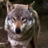 Medidas para que lobo y ganadería puedan coexistir