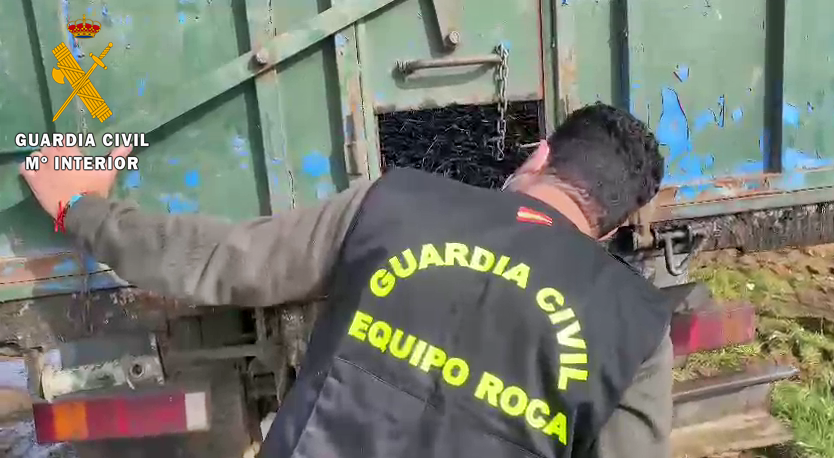 Interviene 11 toneladas de aceitunas en un puesto de la comarca de Tierra de Mérida-Vegas bajas