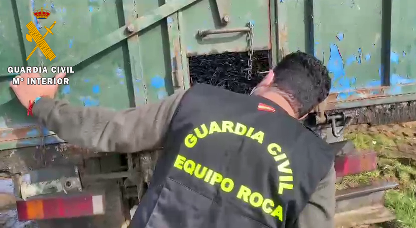 Intervienen 11 toneladas de aceitunas en un puesto de la comarca de Tierra de Mérida-Vegas bajas