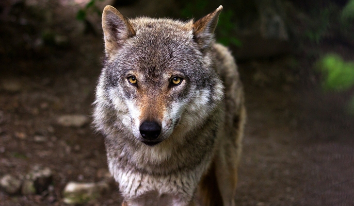 Medidas para fomentar la coexistencia entre el lobo y la ganadería