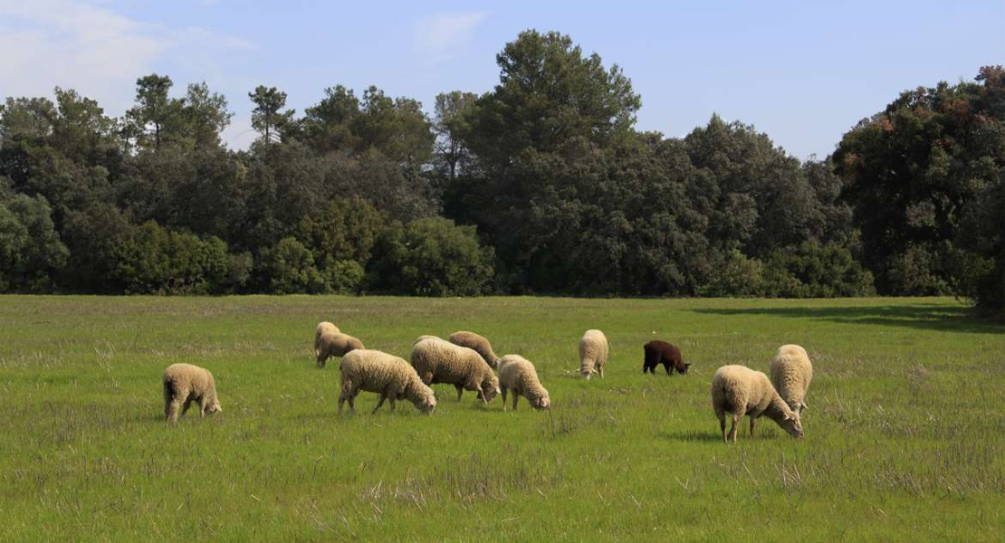 Agricultura ya ha registrado más de 3.600 solicitudes de la PAC 2021