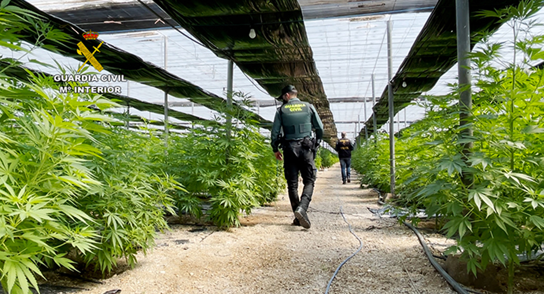Descubren 64.800 plantas de cannabis en cinco plantaciones de cáñamo