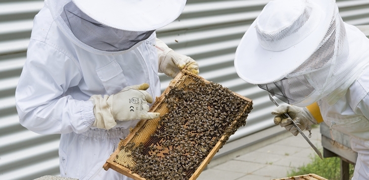 Abono de 7,4 millones de euros en ayudas agroambientales para apicultores