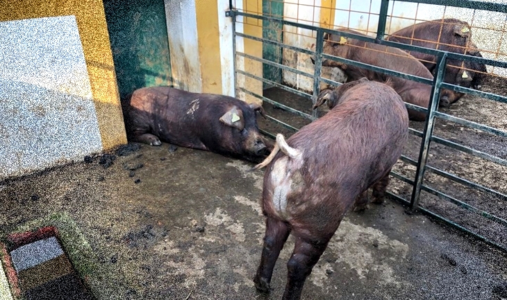 La Junta subasta 48 ejemplares de ganado porcino raza duroc