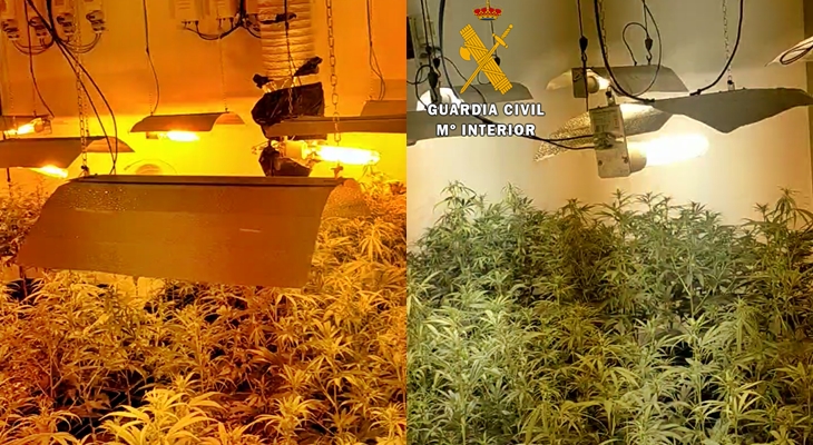 Desmantelan un punto de cultivo y tráfico de marihuana en un municipio pacense