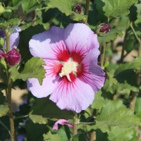 El Vivero Provincial comienza a suministrar plantas en flor a ayuntamientos